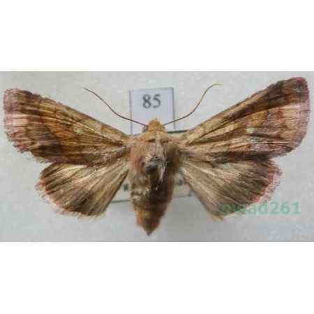 Pyrrhia purpura (Hübner, 1817) Czech85